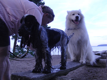 Sune Samojed!